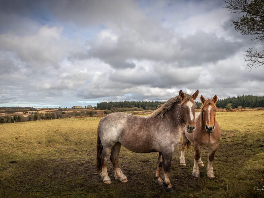 Chevaux au pré [Monts d'Arrée]