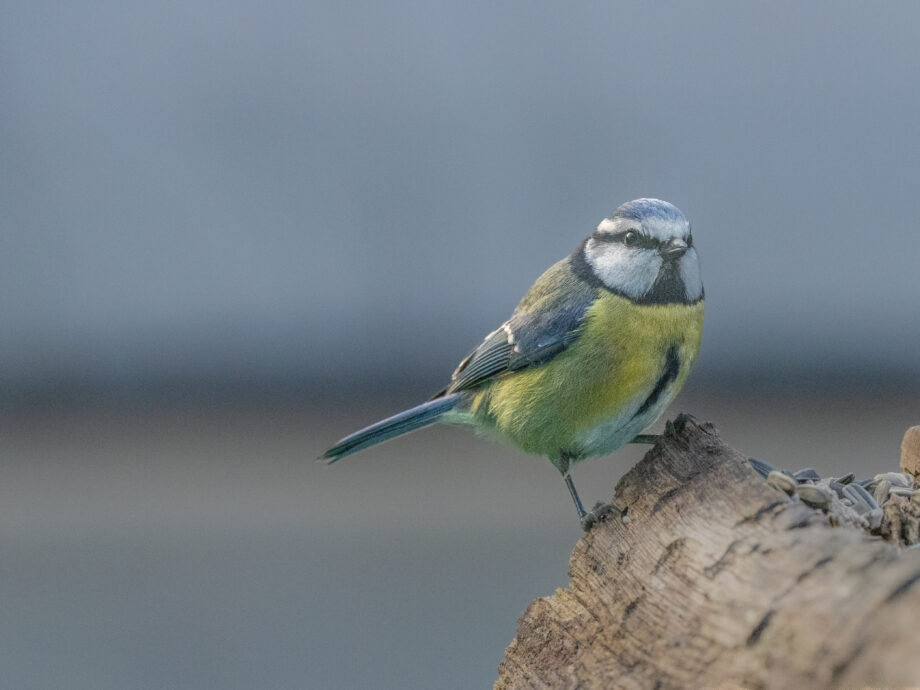 Mésange bleue [Kerroch - Brittany, France]