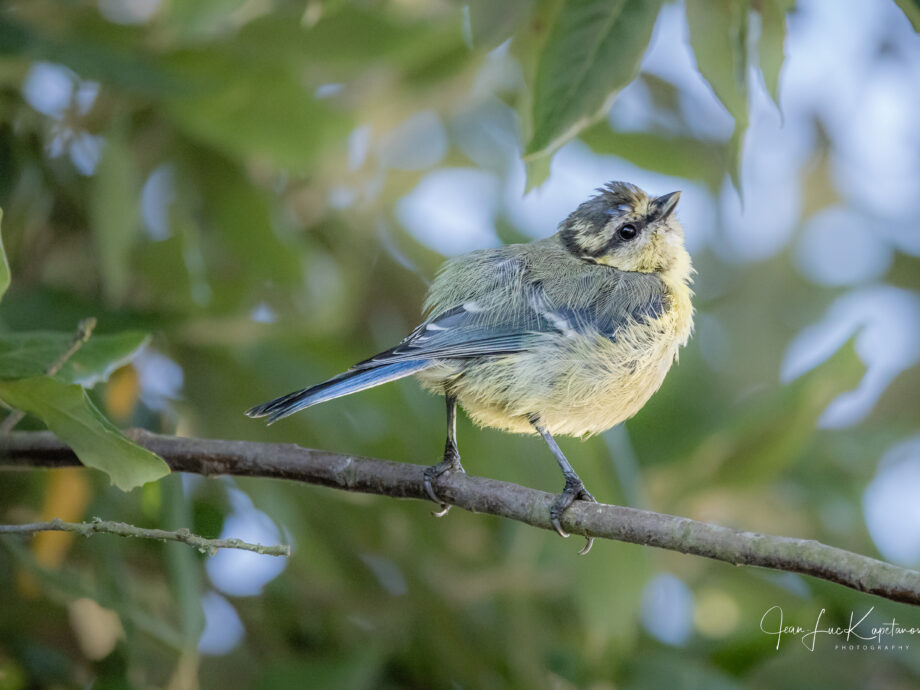 Mésange bleue [Kerroch - Brittany, France]
