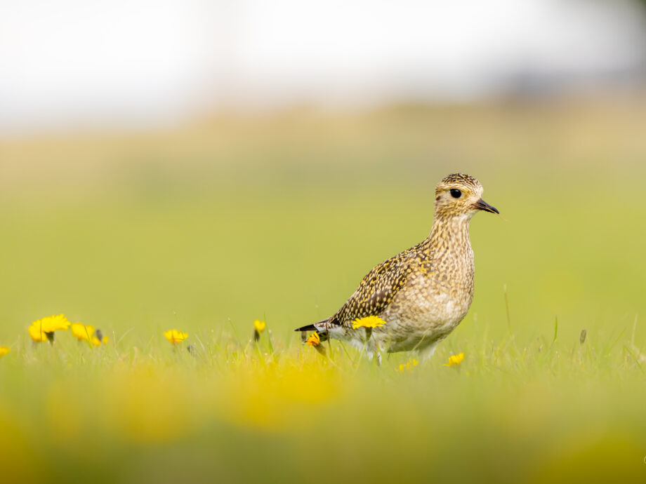 Pluvier doré [Akranes-Islande]