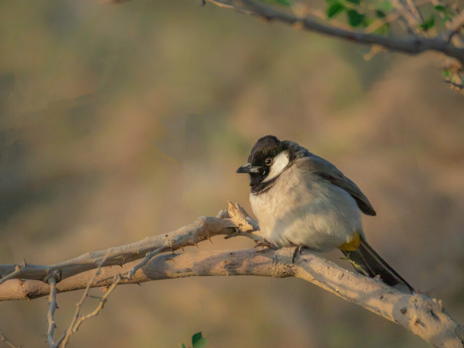 Bulbul à oreillons blancs [Misfah - Oman]