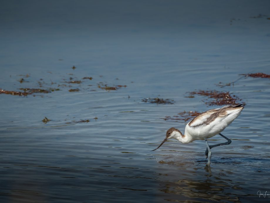 Avocette  [Marais de Séné - Brittany, France]