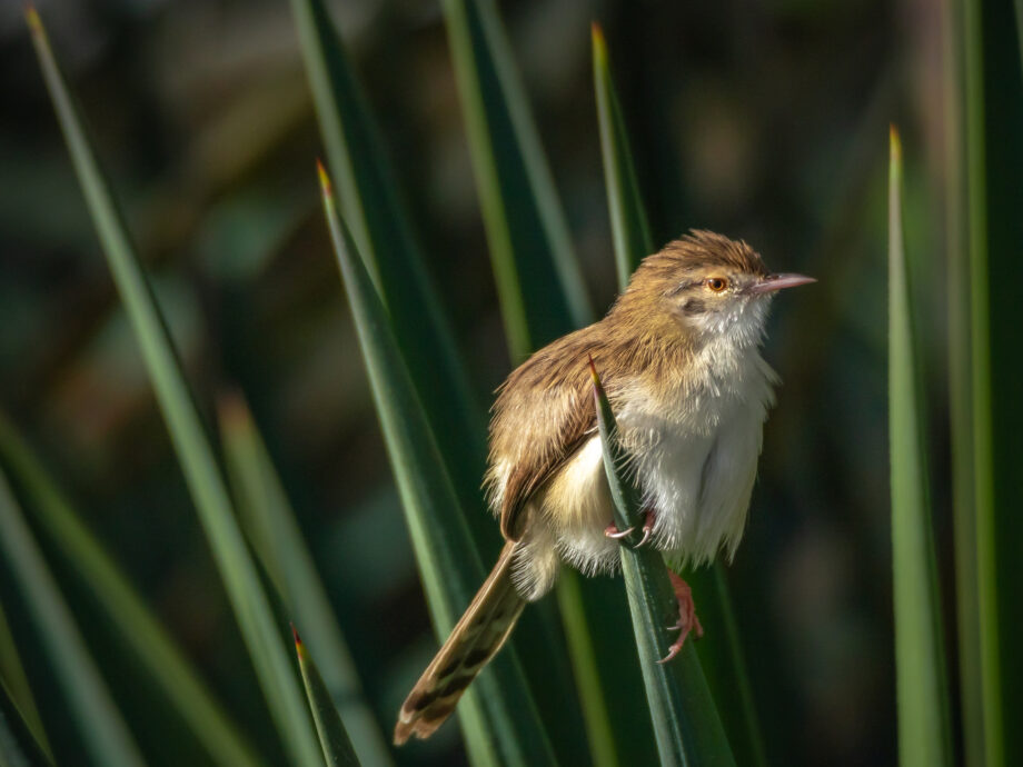 Fauvette naine [Al Jissah, Oman]