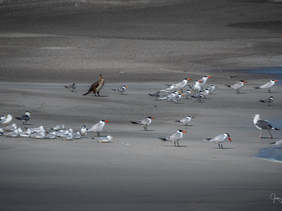 Sternes et Cormoran [Masirah]