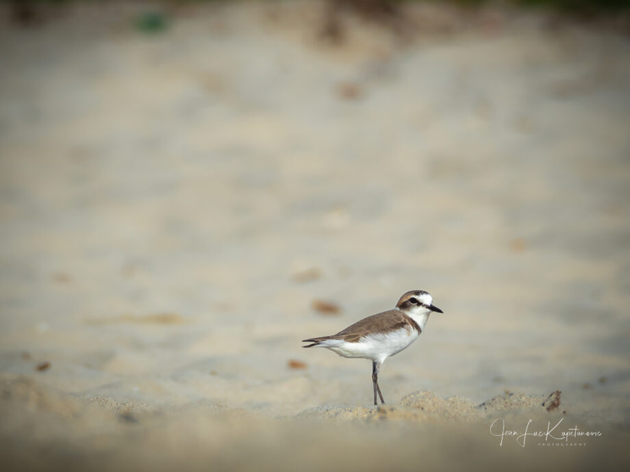 Gravelot [Awqad Al Janubiyyah, Oman]
