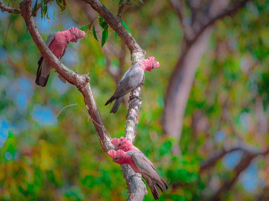 [Cape York]