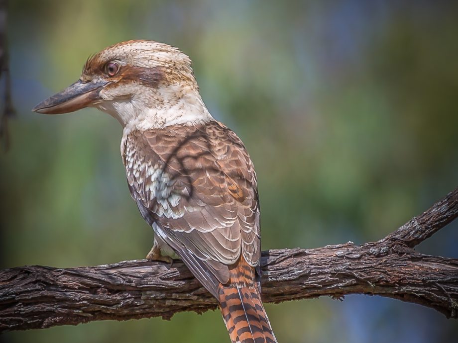 kookaburra [Cape York]