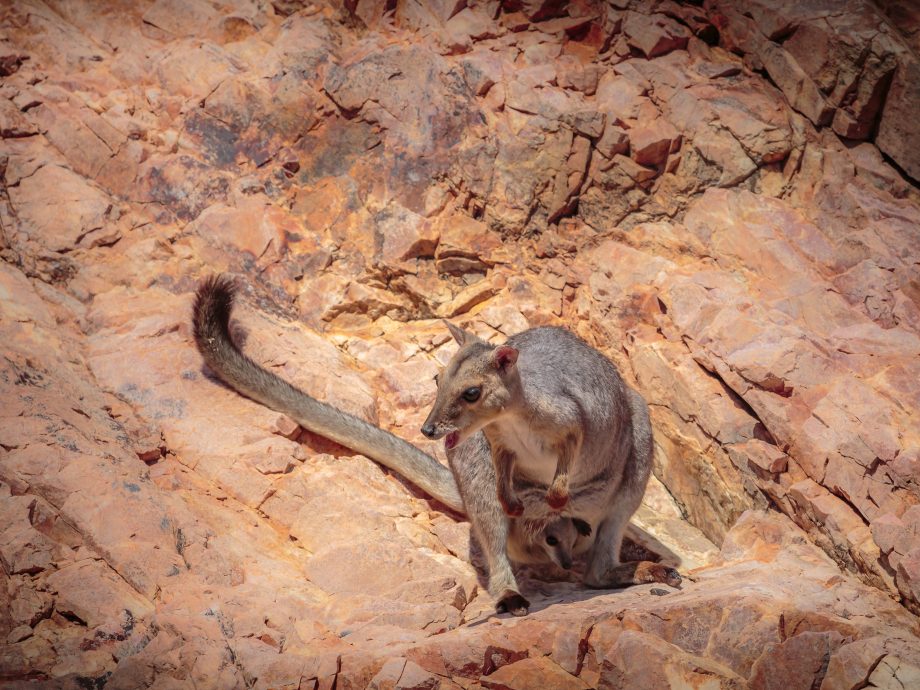 Rock Wallaby [Lake Argyle - Kununurra]
