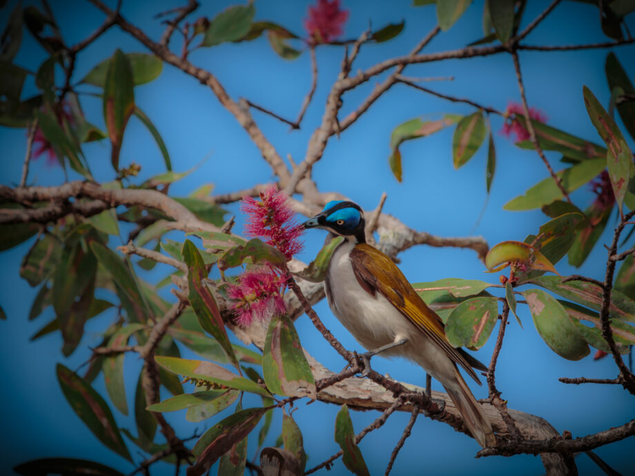 Blue-faced Honeyeater [Bramwell Jonction]