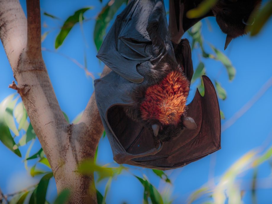 Bats [Nitmiluk NP]