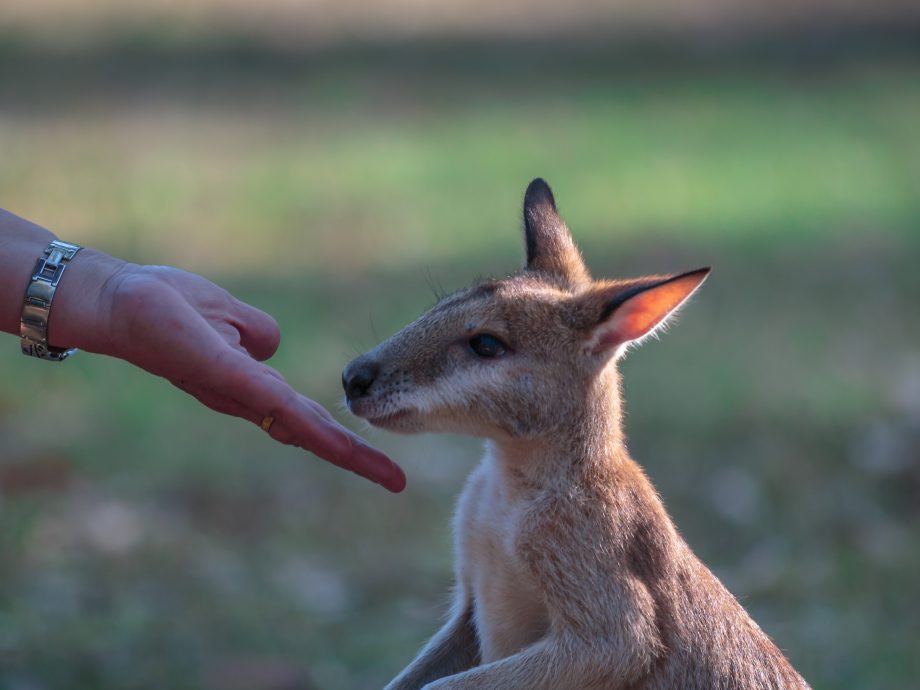 Wallaby [Nitmiluk NP]