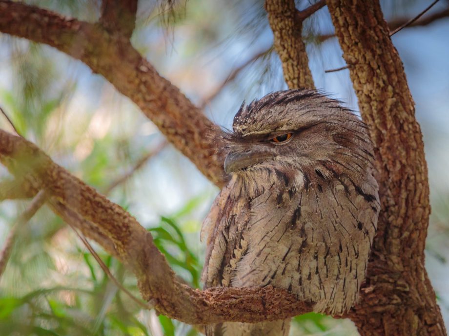 Tawny Frogmouth  [Bina Burra]