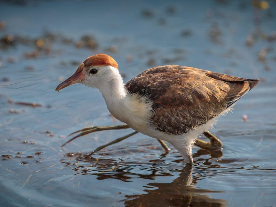 Little Jacana [Corroboree billabong - Darwin]