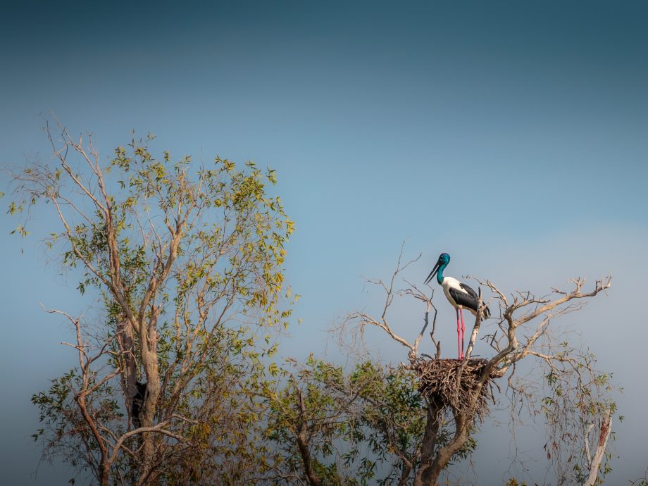 Jabiru [Corroboree Billabong - Darwin]