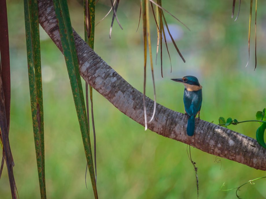 kingfisher [Darwin]