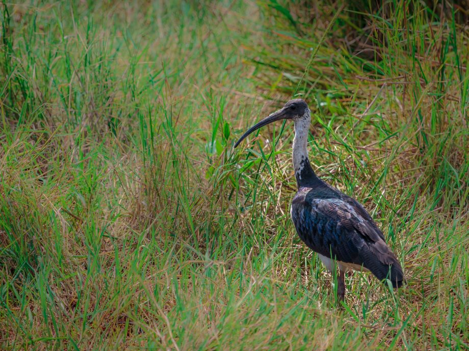 Ibis [Fogg Dam - Darwin]