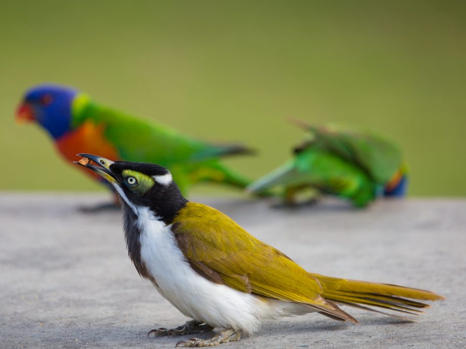 Blue-faced Honeyeater [Malborough]