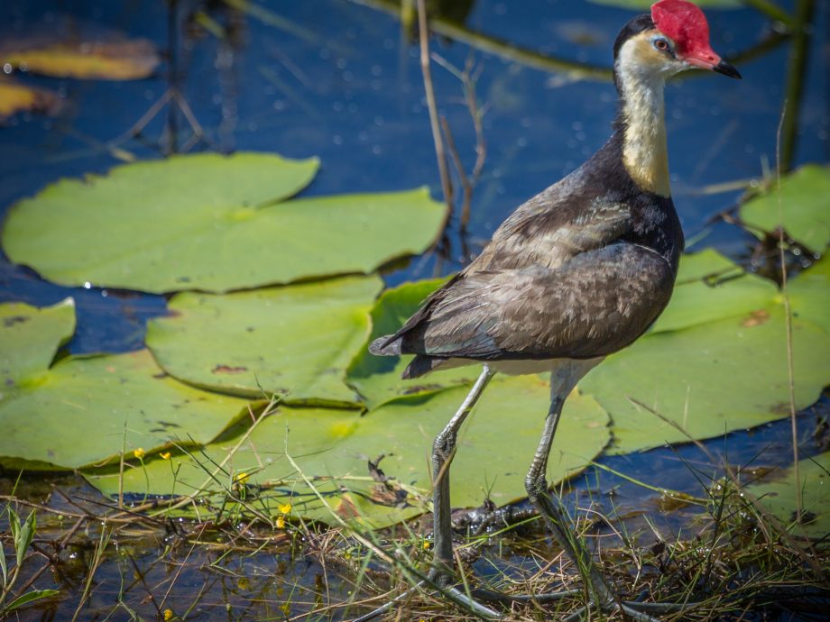 Jacana [Darwin - Fogg Dam]