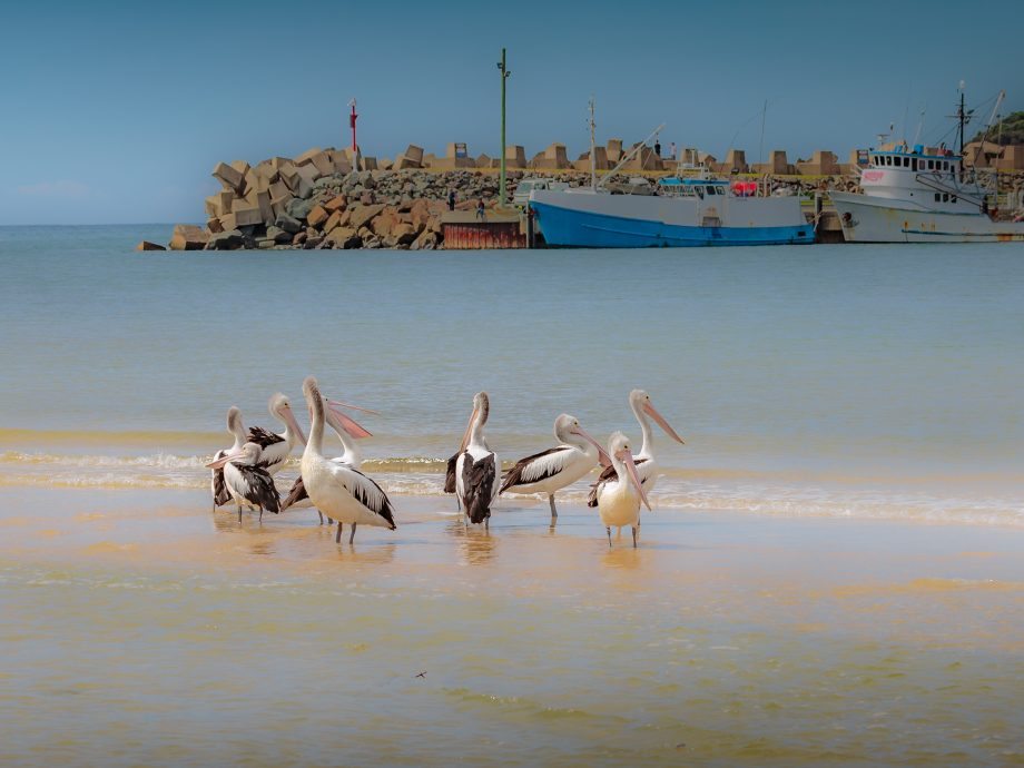 Pelicans [Batemans]