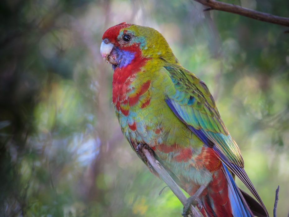 Crimson Rosella [Phillip Island]