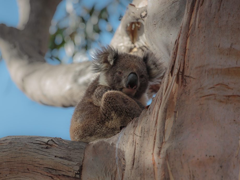 Koala [Kennett River - Great Ocean Rd]