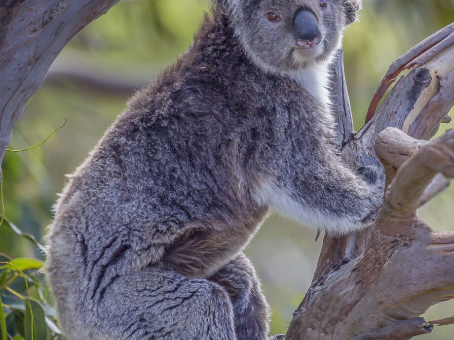 Koala [Kenneth River]