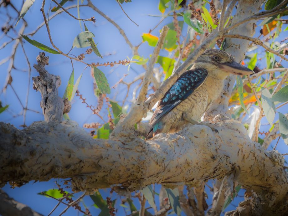 kookaburra [Kakadu billabong]