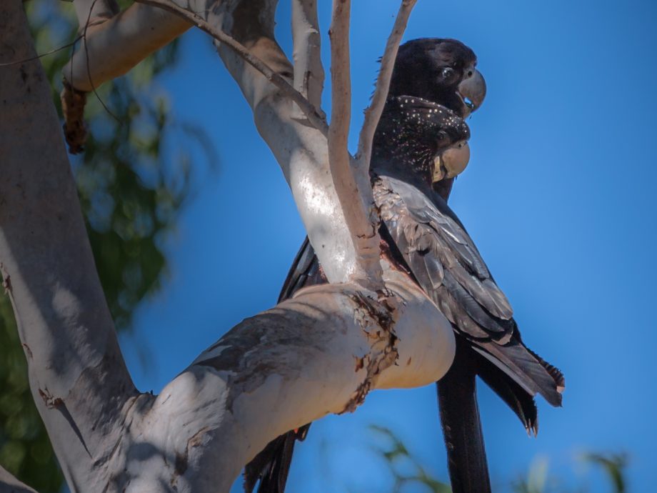 black cockatoos [Kakadu - Yellow waters]