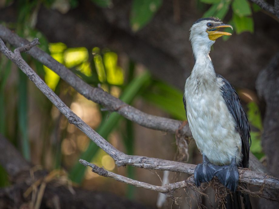 Cormoran [Kakadu-Yellow Water]