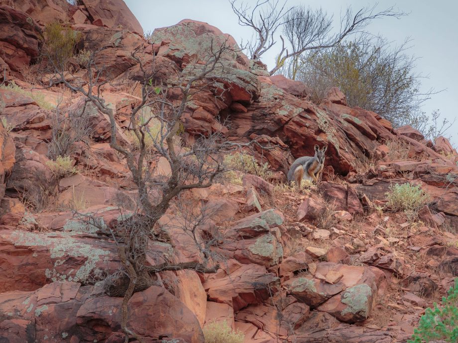 Yellow Footed Rock Wallaby [Brachina Gorge]