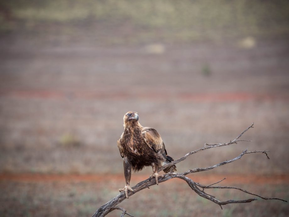 Eagle [Flinders Ranges]