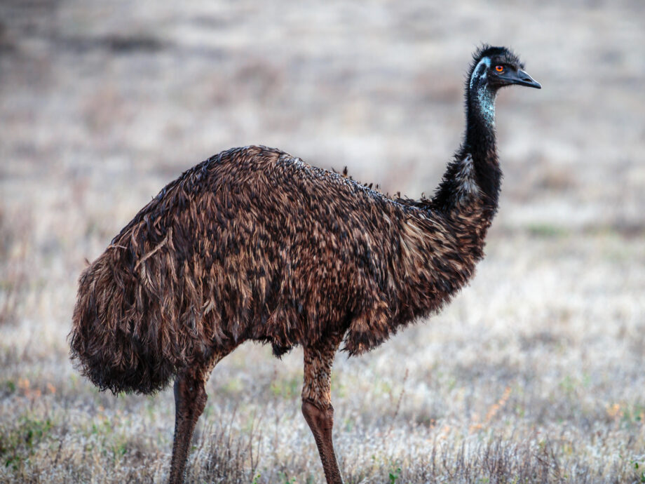 Emu [Flinders]