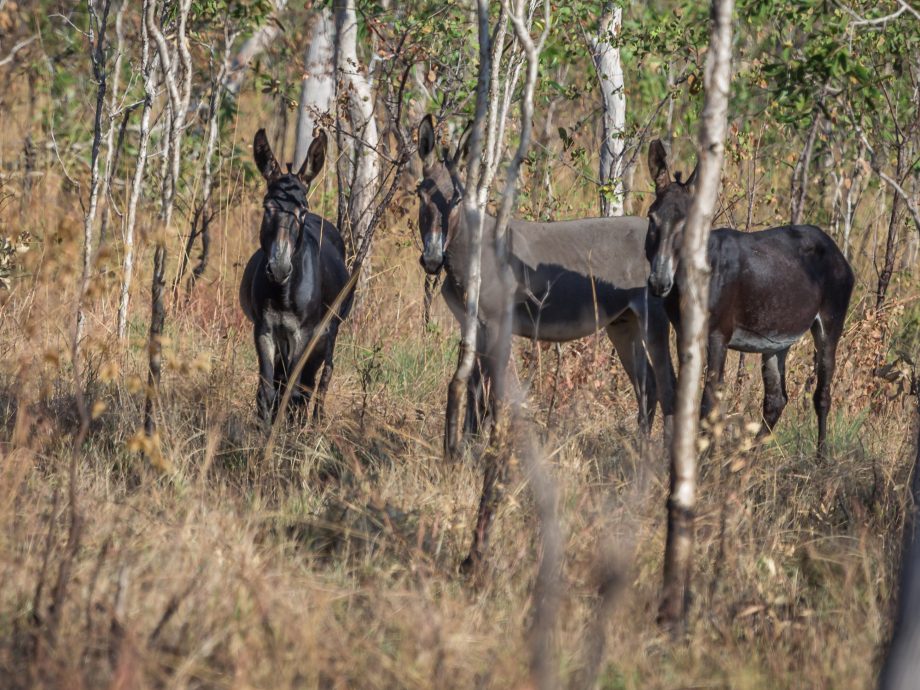 Wild donkey [Kakadu NP]