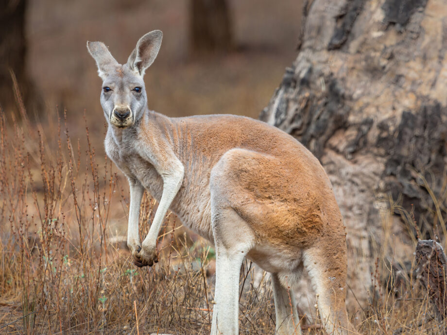 Kangaroo [Flinders Ranges]