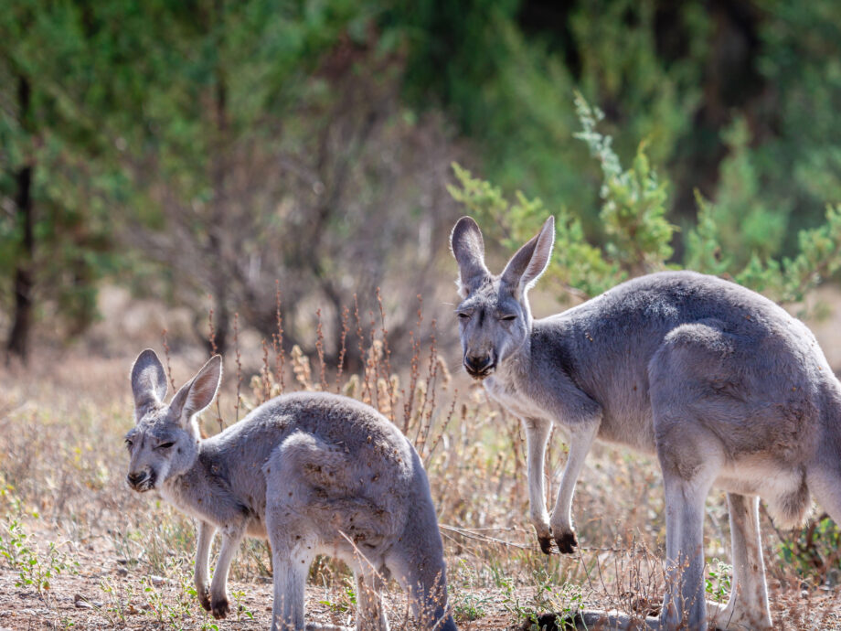 Kangourous [Flinders]