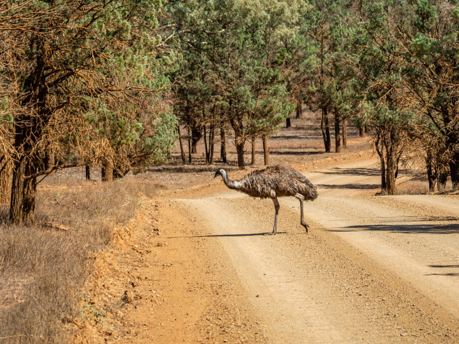 Emu [Flinders]