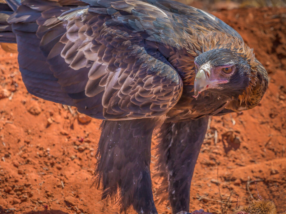 Walawuru - Wedge-tailed Eagle [Red Center]