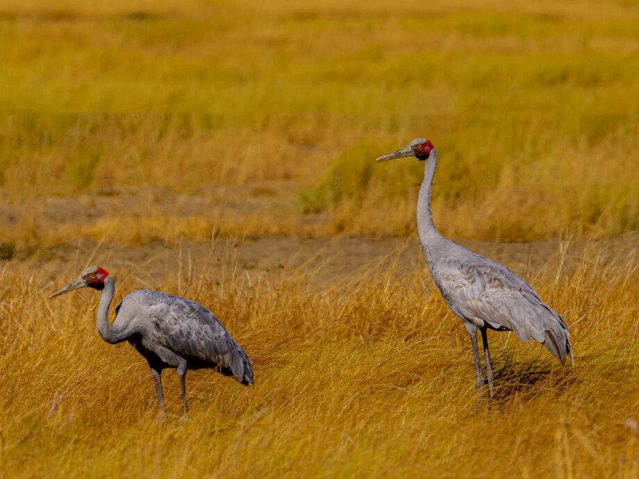 Grues  Brolga [Karumba]