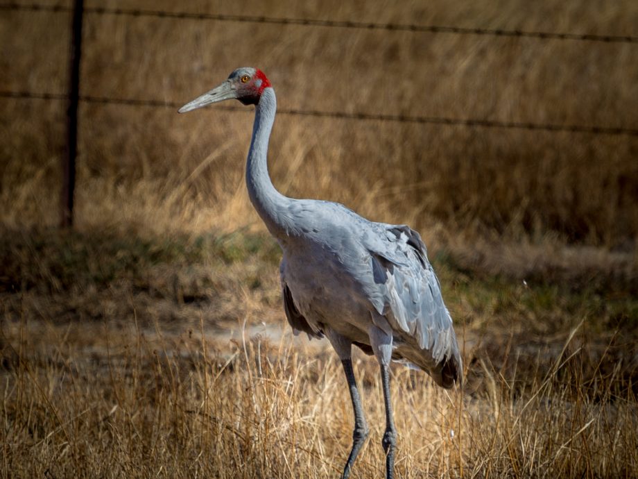 Grues  Brolga - Karumba