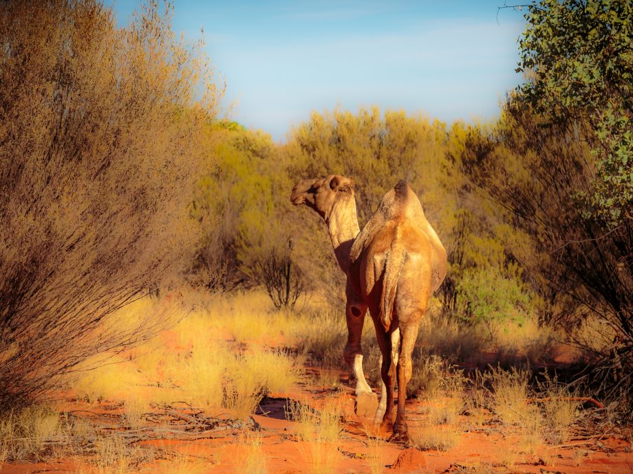 wild camel [ Larapinta Drive]