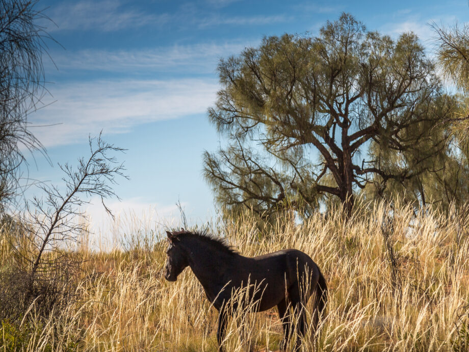 wild horse [Larapinta drive]