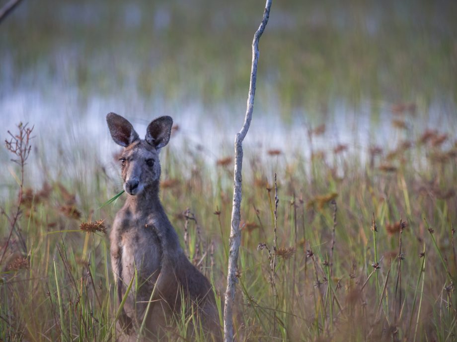 Kangaroo [Mareeba Wetlands]
