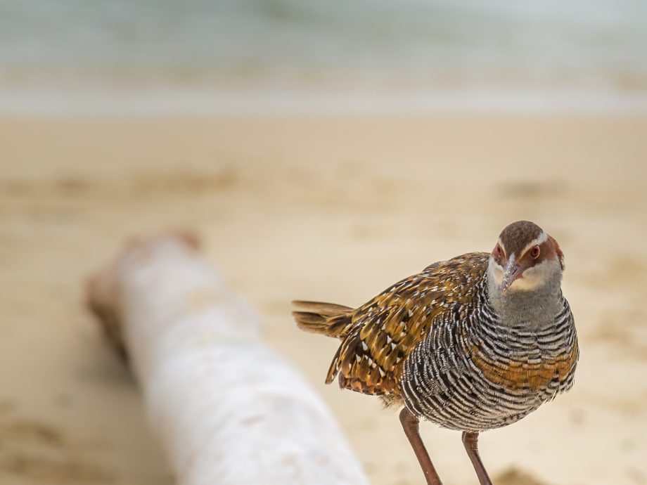 BuffBanded rail [Green Island Beach]
