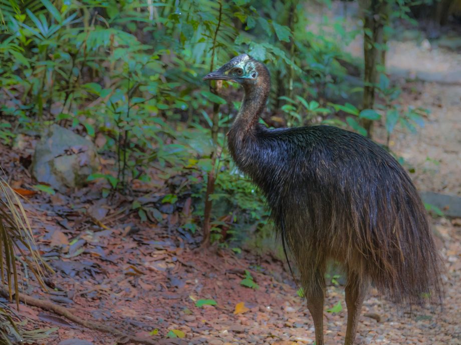 Cassowary [Daintree Rainforest - Jindalba]