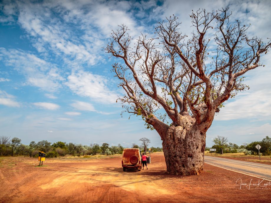 Pause sous le baobab - [Kimberleys]