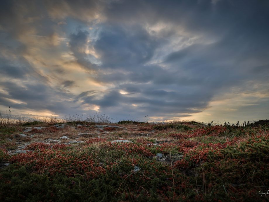Lande de Bretagne ([Kerroch]