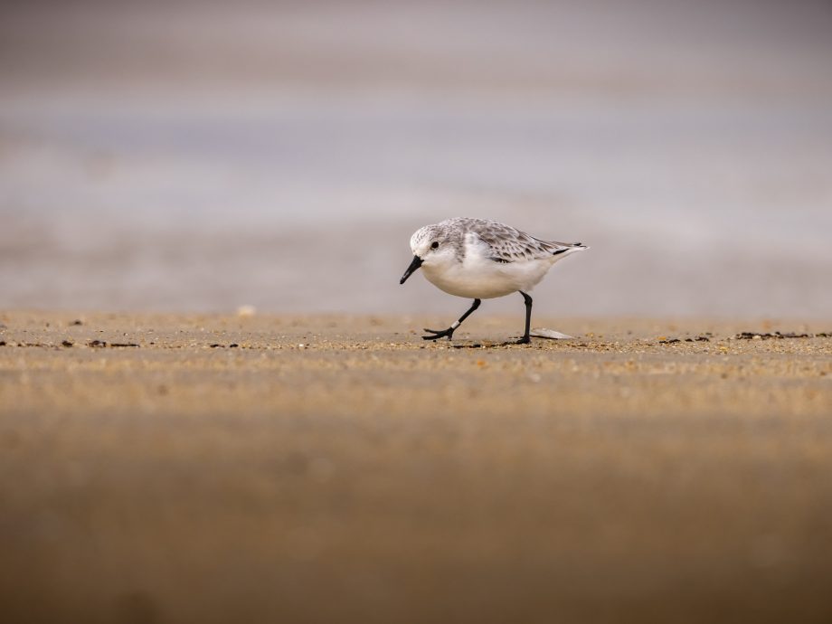 Bécasseau sanderling [Fort Bloqué - Brittany, France]