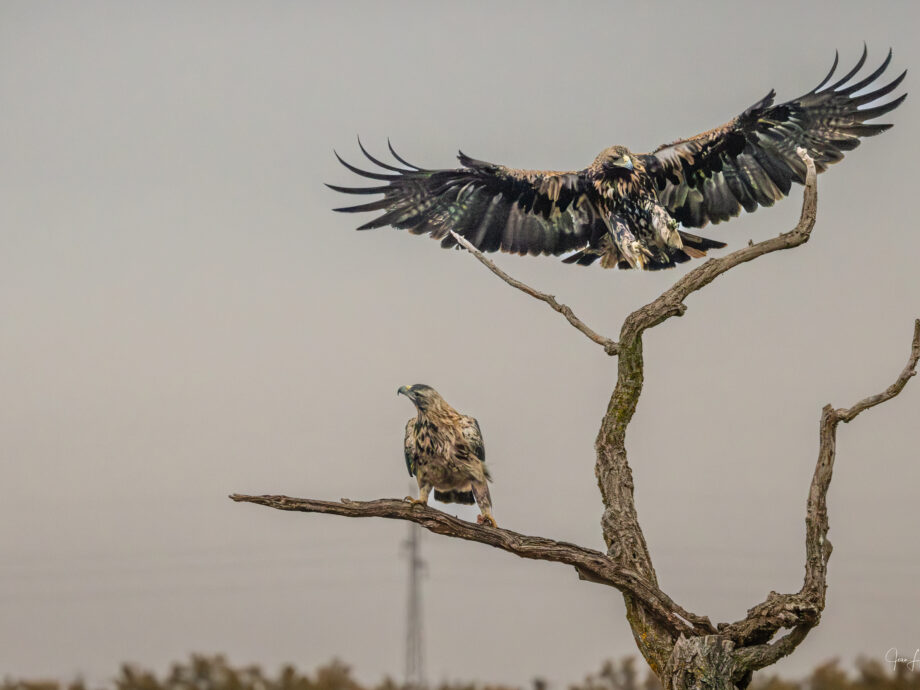 Aigle Impérial ou Ibérique [El Taray, Espagne]