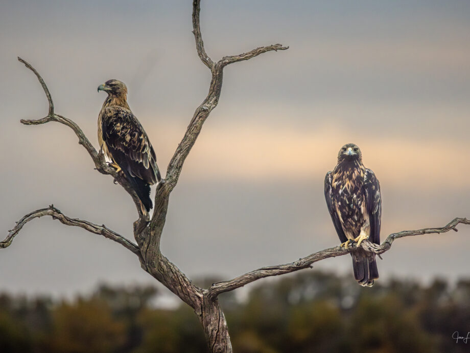 Aigle Impérial ou Ibérique [El Taray, Espagne]
