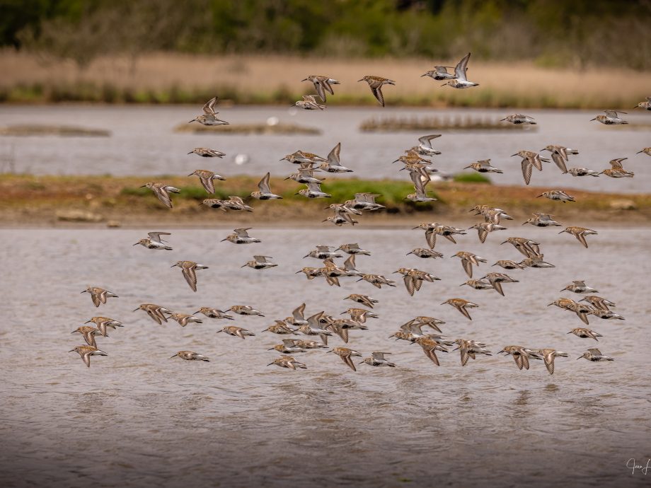 envol des tournepierres [Marais de Séné - Brittany, France]